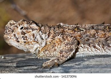 359 Texas horned lizard Images, Stock Photos & Vectors | Shutterstock