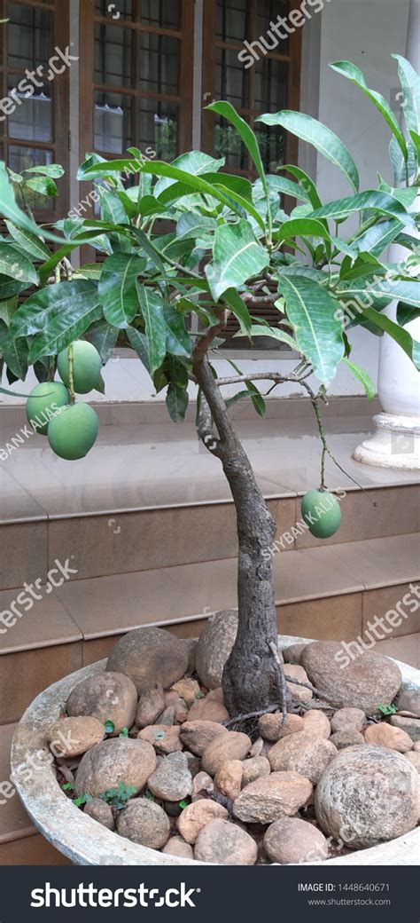 357 Mango Bonsai Tree Images, Stock Photos, 3D objects, & Vectors ...