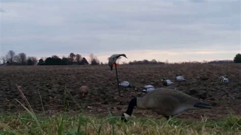 Duck And Goose Decoy Spread Mallard And Canada Geese Youtube