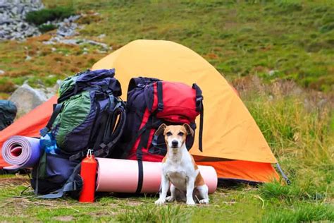 Camping De Perros Todos Los Consejos Y Los Mejores Destinos Para El