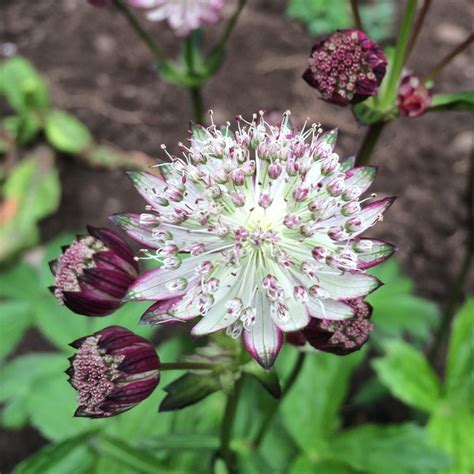 Astrantia Moulin Rouge Syn Astrantia Major Moulin Rouge