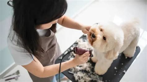 500+ Dog Grooming Pictures | Download Free Images on Unsplash