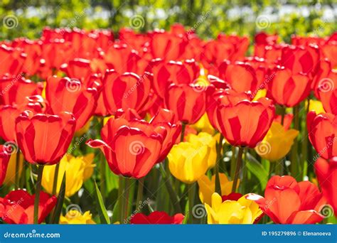 Campo Con Hermosas Flores De Tulipano Rojas Y Amarillas Foto De Archivo