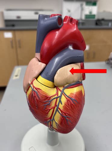 Heart Anatomy Lab Flashcards Quizlet