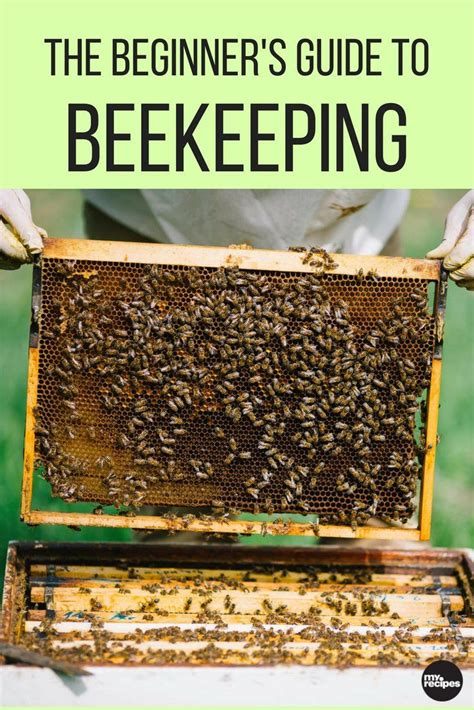 The Beginners Guide To Beekeeping Bee Keeping How To Start