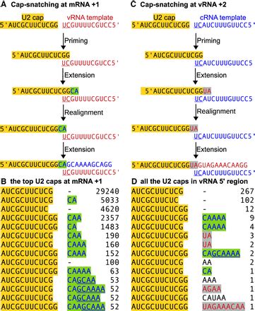 Influenza A Virus Utilizes Noncanonical Cap Snatching To Diversify Its