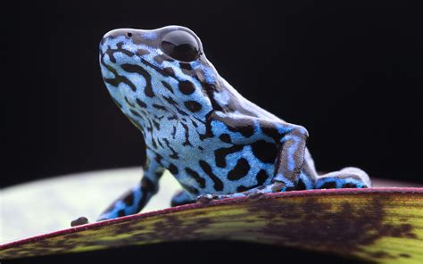 Vibrant Poison Dart Frog Stunning Hd Wallpaper