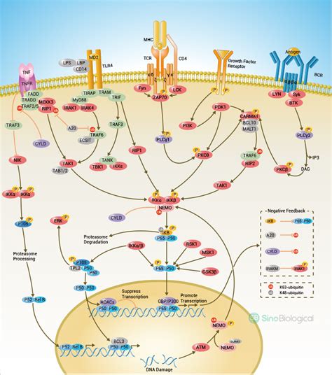 Nf Kb Pathway Sino Biological