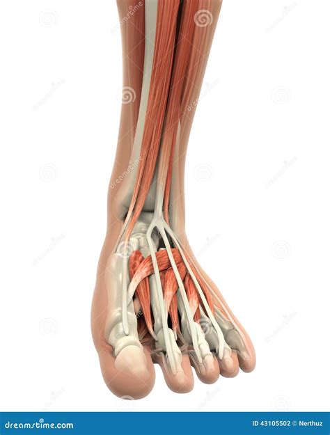 Human Foot Muscles Anatomy Stock Illustration - Image: 43105502