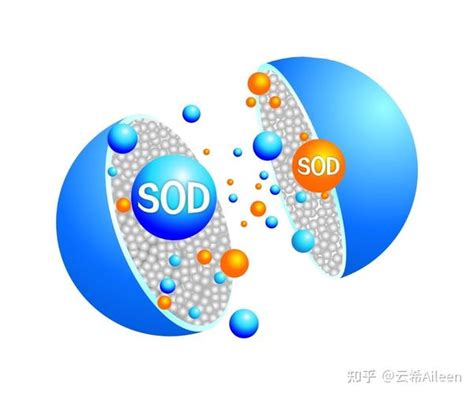 Sod就是铜锌超氧化物歧化酶superoxide Dismutase 知乎