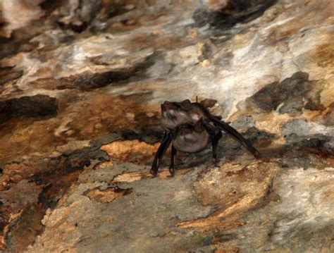 Genus Taphozous - Tomb Bats — Coke Smith Wildlife