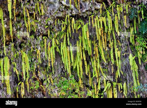 Fern Grotto Hi Res Stock Photography And Images Alamy