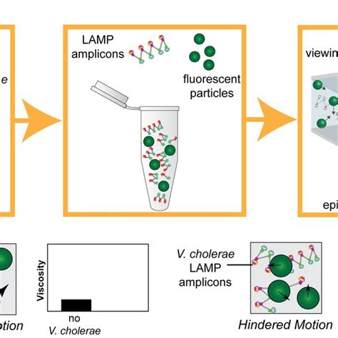 Illustration Of Pd Lamp Set Up A The Lamp Assay Is Performed In The Download Scientific