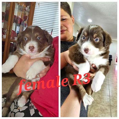 Border Collie Puppies - Top AKC Border Collie Puppies Breeder