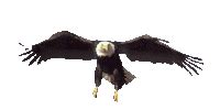 Flying Eagle Cartoon GIF