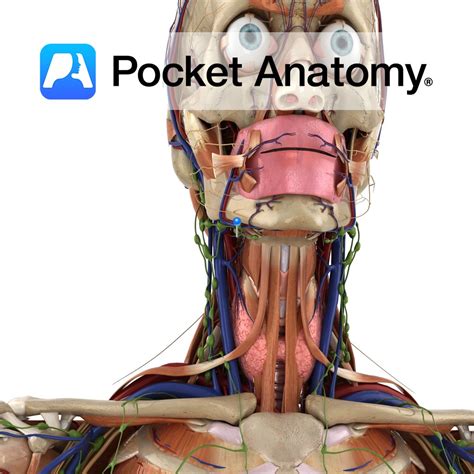 Hypoglossal nerve - Pocket Anatomy