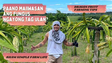 Paano Maiiwasan Ang Fungus Ngayong Tag Ulan Dragon Fruit Farming Tips