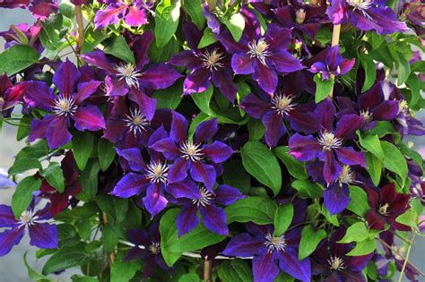 Clematis Julka Superior Quality Climbers Uk