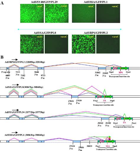 Characterization Of Gfp Expression From Ad Genomes Containing The Gfp