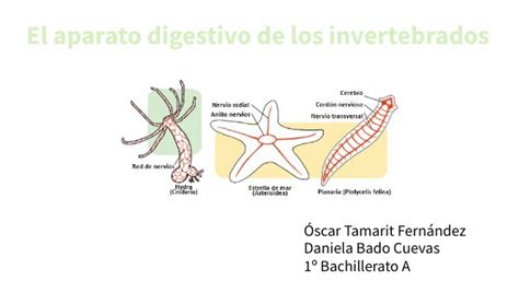 El Aparato Digestivo De Los Invertebrados