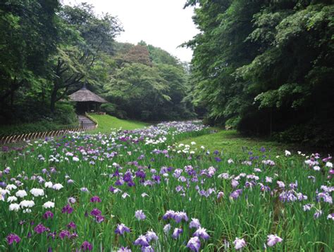 Events In Junethe Meiji Shrine Inner Garden Is The Number One Spot To