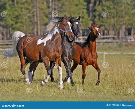 Three Horses running stock image. Image of animals, trees - 99720535