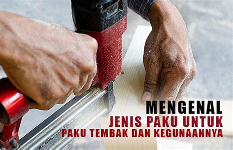 jenis paku  paku tembak  kegunaannya