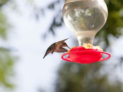 Homemade Hummingbird Nectar Recipe Cdkitchen