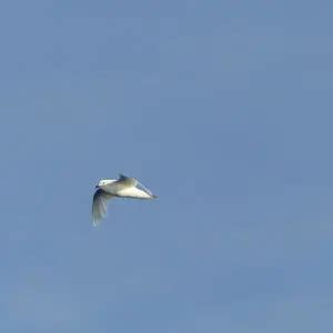 Snow Petrel - Facts, Diet, Habitat & Pictures on Animalia.bio