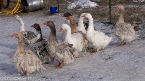 a group of ducks walking in the snow