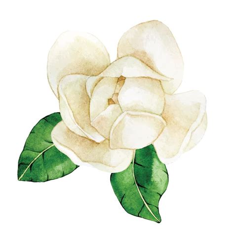 Watercolor Drawing Magnolia Flower Vintage Delicate Drawing White