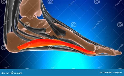 Abductor Hallucis Muscle Anatomy For Medical Concept 3D Stock