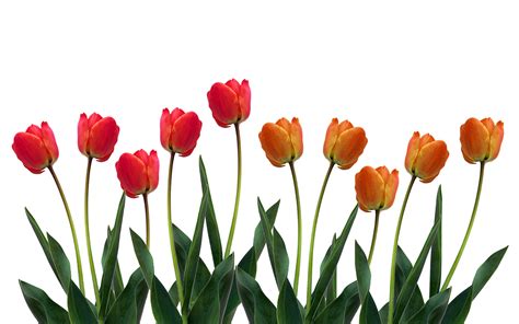 Tulip flowers Wallpapers - HD Wallpapers 80003