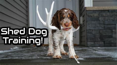 Training A Puppy To Shed Hunt Dog Training Ep 2 Youtube