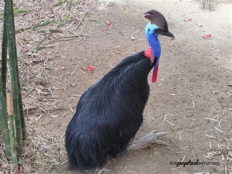 Everything You Need to Know Before Visiting Langkawi Wildlife Park ...