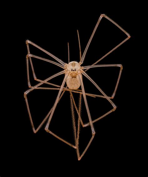 Long-bodied cellar daddy long-legs spider | Nikon Small World