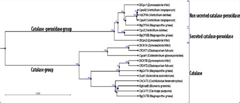 Phylogenetic Analysis Of Z Tritici Catalases Cat And Cat And