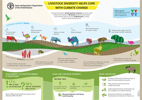 Livestock Diversity Helps Cope With Climate Change Connect Climate