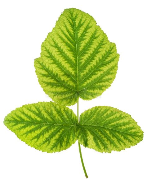 Iron Deficiency In Raspberry Leaf Chlorosis Stock Photo Image Of