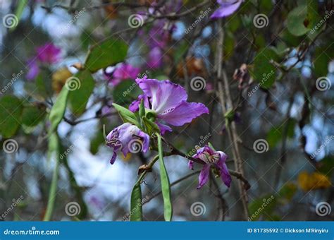 Arbre Dorteil De Chameau Photo Stock Image Du Accroissement 81735592