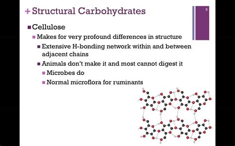 Structural Carbohydrates Youtube