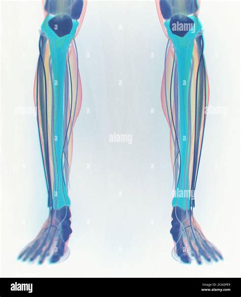 Tibia Bone Human Anatomy 3d Illustration Stock Photo Alamy