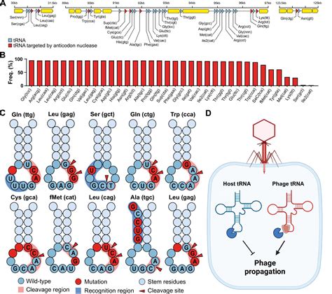 Phage TRNAs Evade TRNA Targeting Host Defenses Through Anticodon Loop