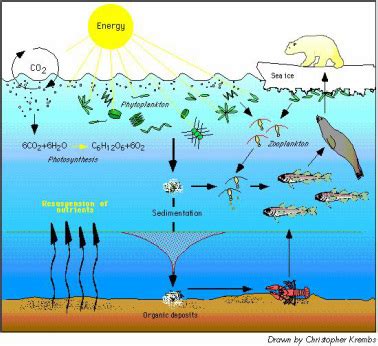 Biotic Factors - The Marine biome