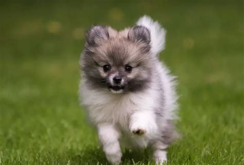 45+ Pomeranian Puppy Names