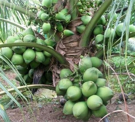 Coconut Farming Info Guide for Beginners | Agri Farming