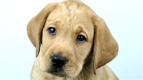 puppy change  life guide dogs