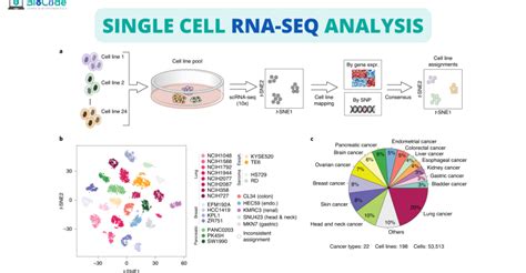 Single Cell RNA-Seq – BioCode