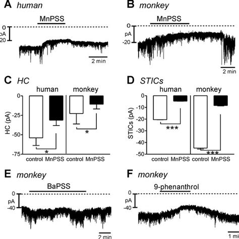 The Effects Of Divalent Cations And Transient Receptor Potential