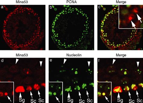 Immunofluorescence Staining To Detect Mina53 Pcna And Nucleolin In